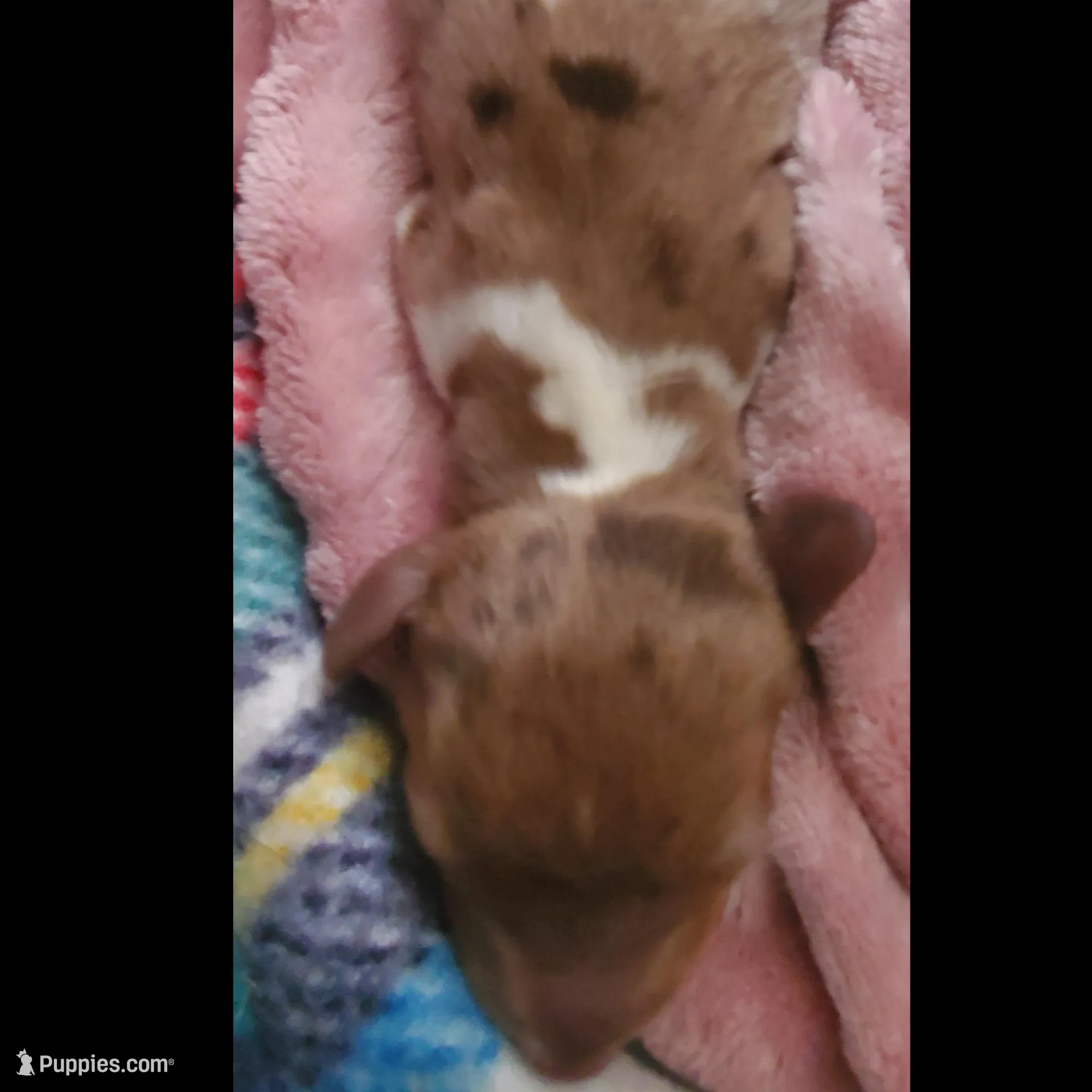 puppy 1  – Miniature Dachshund puppy for sale in Tulsa, OK