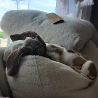 puppy 2, a female Miniature Dachshund for sale in Tulsa, OK – 1 of 8