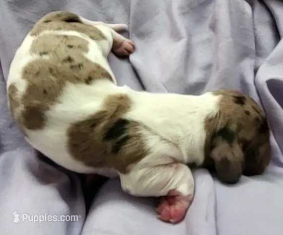 puppy 2 – Miniature Dachshund puppy for sale in Tulsa, OK