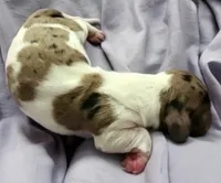 puppy 2, a female Miniature Dachshund for sale in Tulsa, OK – Photo 7 of 7