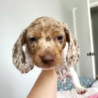 puppy 2, a female Miniature Dachshund for sale in Tulsa, OK – Photo 4 of 7