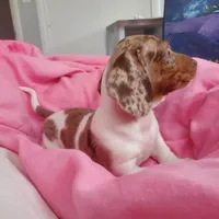 puppy 2, a female Miniature Dachshund for sale in Tulsa, OK – Photo 2 of 7