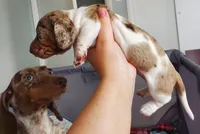 puppy 2, a female Miniature Dachshund for sale in Tulsa, OK – Photo 6 of 7