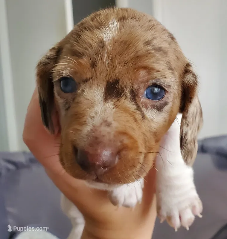 puppy 2 – Miniature Dachshund puppy for sale in Tulsa, OK