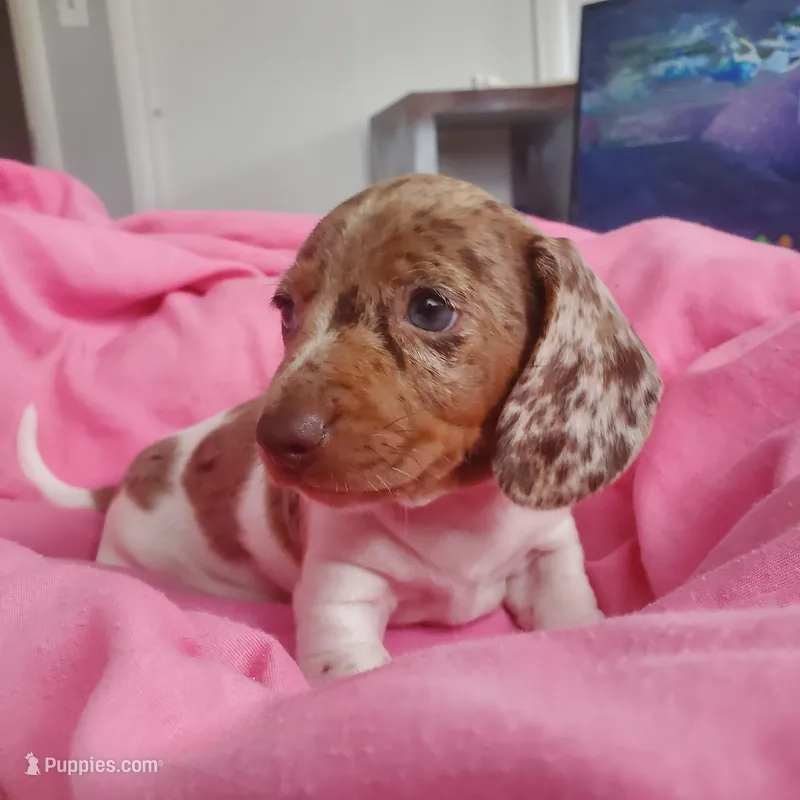 puppy 2 – Miniature Dachshund puppy for sale in Tulsa, OK