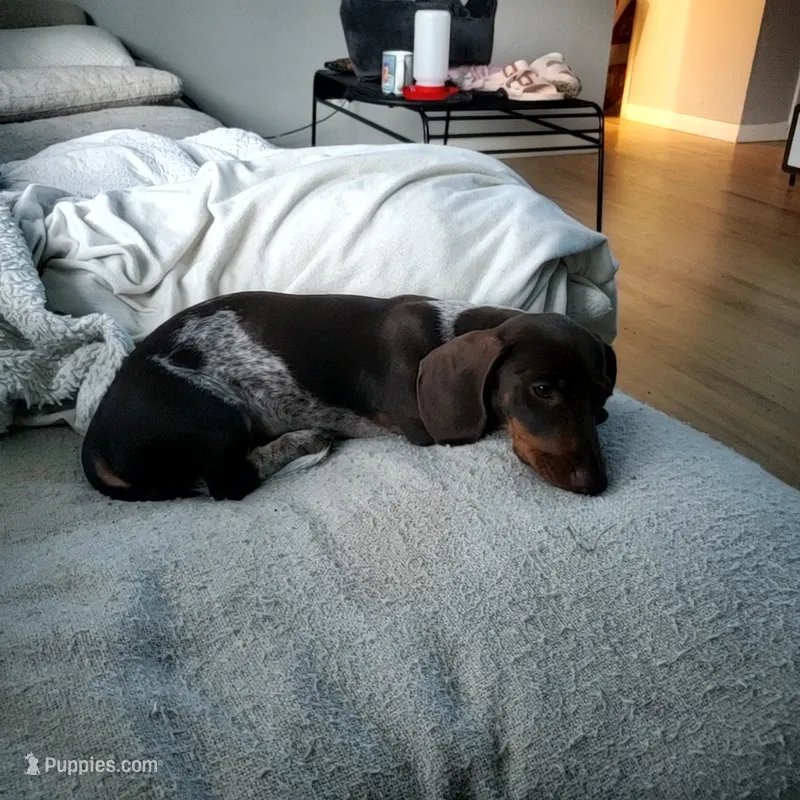 puppy 4 – Miniature Dachshund puppy for sale in Tulsa, OK