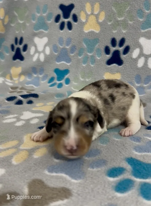 Longhair Dandy – Miniature Dachshund puppy for sale in Fitzgerald, GA