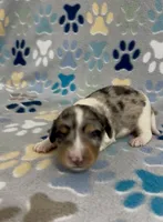 Longhair Dandy, a male Miniature Dachshund for sale in Fitzgerald, GA – 1 of 6