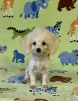 Royal, a male Maltipoo for sale in Fitzgerald, GA – 4 of 10