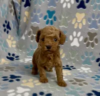 Fajita, a male Poodle - Toy  for sale in Fitzgerald, GA – 6 of 8
