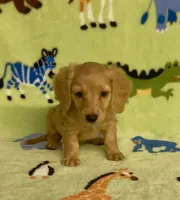Longhair Diesel , a male Miniature Dachshund for sale in Fitzgerald, GA – 4 of 8