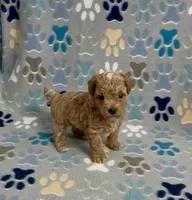 Garth, a male Poodle - Toy  for sale in Fitzgerald, GA – 6 of 10