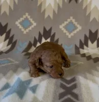 Pooh, a male Poodle - Toy  for sale in Fitzgerald, GA – 5 of 7