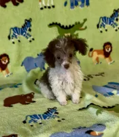 Rascal, a male Poodle - Toy  for sale in Fitzgerald, GA – 8 of 10