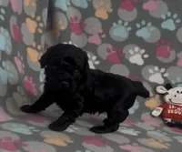 Racer, a male Poodle - Toy  for sale in Fitzgerald, GA – Photo 1 of 9