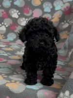 Racer, a male Poodle - Toy  for sale in Fitzgerald, GA – Photo 6 of 10