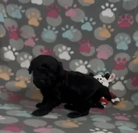 Racer, a male Poodle - Toy  for sale in Fitzgerald, GA – Photo 3 of 9