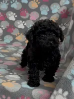 Racer, a male Poodle - Toy  for sale in Fitzgerald, GA – Photo 7 of 10