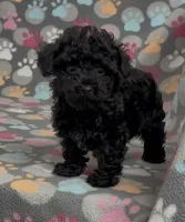 Racer, a male Poodle - Toy  for sale in Fitzgerald, GA – Photo 4 of 10