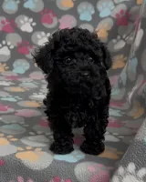 Racer, a male Poodle - Toy  for sale in Fitzgerald, GA – Photo 10 of 10