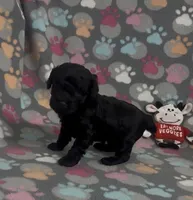 Racer, a male Poodle - Toy  for sale in Fitzgerald, GA – Photo 8 of 9