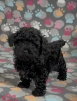 Racer, a male Poodle - Toy  for sale in Fitzgerald, GA – Photo 5 of 10