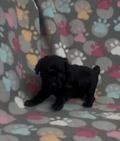 Racer, a male Poodle - Toy  for sale in Fitzgerald, GA – Photo 6 of 9