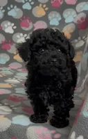 Racer, a male Poodle - Toy  for sale in Fitzgerald, GA – Photo 3 of 10
