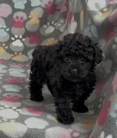 Racer, a male Poodle - Toy  for sale in Fitzgerald, GA – Photo 2 of 10