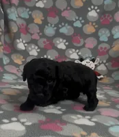 Racer, a male Poodle - Toy  for sale in Fitzgerald, GA – Photo 9 of 9