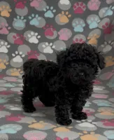 Racer, a male Poodle - Toy  for sale in Fitzgerald, GA – Photo 8 of 10