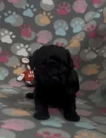 Racer, a male Poodle - Toy  for sale in Fitzgerald, GA – Photo 2 of 9