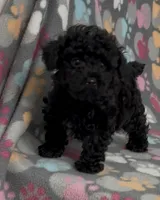 Racer, a male Poodle - Toy  for sale in Fitzgerald, GA – Photo 1 of 10