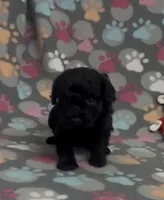 Racer, a male Poodle - Toy  for sale in Fitzgerald, GA – Photo 4 of 9