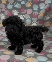 Racer, a male Poodle - Toy  for sale in Fitzgerald, GA – Photo 9 of 10