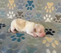 Longhair Andy, a male Miniature Dachshund for sale in Fitzgerald, GA – 2 of 4