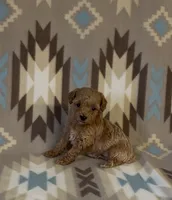Precious, a female Poodle - Toy  for sale in Fitzgerald, GA – 3 of 7