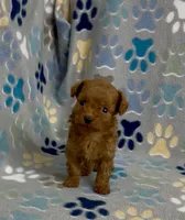 Tiny Flame, a male Poodle - Toy  for sale in Fitzgerald, GA – 8 of 10