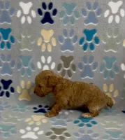 Gage, a male Poodle - Toy  for sale in Fitzgerald, GA – 2 of 8