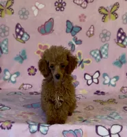 Precious, a female Poodle - Toy  for sale in Fitzgerald, GA – 3 of 6