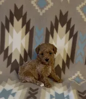 Precious, a female Poodle - Toy  for sale in Fitzgerald, GA – 2 of 7