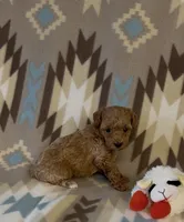 Precious, a female Poodle - Toy  for sale in Fitzgerald, GA – 4 of 7