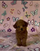 Tiny Pixie, a female Poodle - Toy  for sale in Fitzgerald, GA – 6 of 8