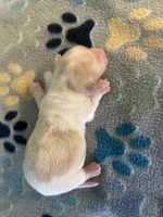 Longhair Andy, a male Miniature Dachshund for sale in Fitzgerald, GA – 4 of 4