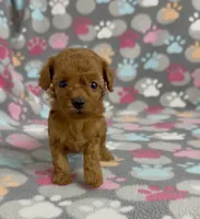 Faith, a female Poodle - Toy  for sale in Fitzgerald, GA – 4 of 5
