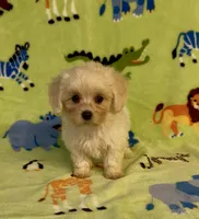 Royal, a male Maltipoo for sale in Fitzgerald, GA – 7 of 10