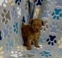 Tiny Flame, a male Poodle - Toy  for sale in Fitzgerald, GA – 10 of 10