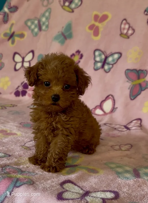 Tiny Pixie – Poodle - Toy  puppy for sale in Fitzgerald, GA