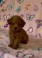 Tiny Pixie, a female Poodle - Toy  for sale in Fitzgerald, GA – 1 of 8