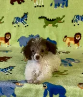 Rascal, a male Poodle - Toy  for sale in Fitzgerald, GA – 5 of 10